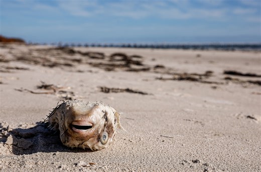 Australia’s unprecedented toxic algal bloom has a surprise culprit