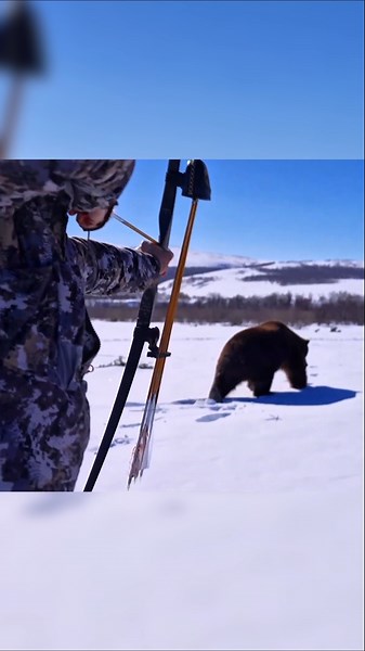 🐻 Медведь повержен стрелой с близкого расстояния!😮Послушайте его рычание!#wildbear #chasse #медведь