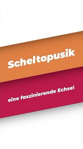 😳 European glass lizard – the legless lizard that everyone mistakes for a snake!