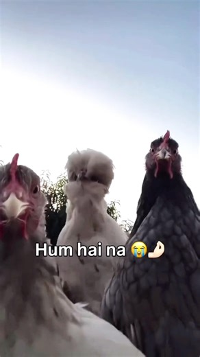 Kya samajhti hai😏| siddharth chaudhari | #youtubeshorts #ytstudioes #memes #comedy #viral #shorts