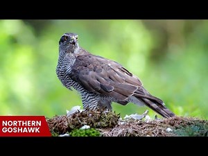 Hawks in New York: Sky Wardens of the Empire State