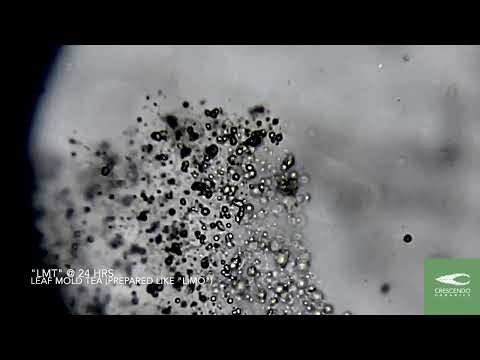 Leaf Mold Tea (LMT) Under Microscope
