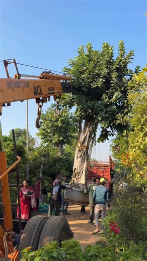 Big banyan tree going for his new house 🌳 These days, we are bringing back our native trees — the ones that connect us to our roots and stories. The Banyan Tree (Ficus benghalensis) has always been a symbol of wisdom, shelter, and strength in Indian culture. From old village chaupals to temple courtyards, generations have grown, rested, and shared memories under its shade. Now it becomes part of a new landscape — carrying the same timeless energy into a modern home. 💚 #BanyanTree #FicusBenghal