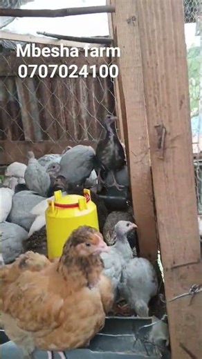 100,000 WILL GIVE YOU A COMPLETE GUINEA FOWL FARM WITH 4 DIFFERENT BREEDS OF 50 GUINEAFOWL KEETS.