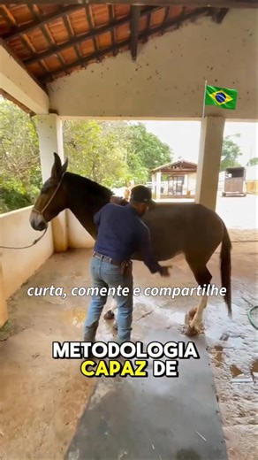 Mule tamer explains the technique of taming. 🐴✨ #mules #muleteer #mules #taming #drover #horse