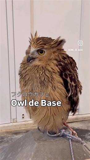 【広島初のフクロウカフェ☆オウルドベース】今日も元気な仲間たち