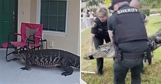 Huge alligator wanders to doorstep of Florida home