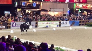 19K views · 1.6K reactions | ✨Saddle presentation of the 2019 KWPN champion , breeders’ darling Le Formidable by Bordeaux, https://www.horsetelex.com/horses/pedigree/1846256/le-formidable, very well presented by Emmelie Scholtens. Super nice and beautiful stallion! ✨ | Horsetelex | Facebook