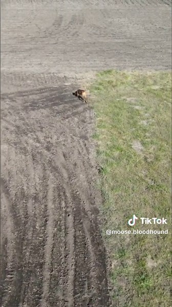 Ultimate Hide and Seek with a Bloodhound