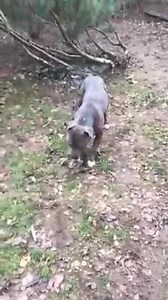 89K views · 1.1K reactions | Unser Werner , fast 2 Jahre jung. Wurde...