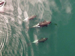 Lonely orca Springer now a busy mom with third calf on the way