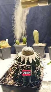 Grafting a Peyote cactus #nature #cactus #diy