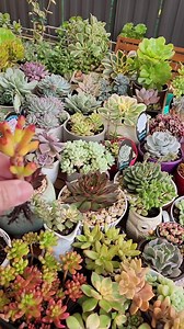 37K views · 524 reactions | Successful propagation through cuttings - Crassula Ovata Gollum | Robert Reyes | Facebook