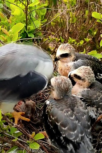 Parents' Good Supply of Food | Border Birds