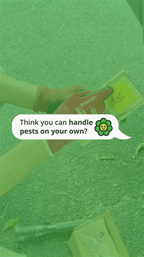 Dealing with pests at home? Nobody wants to - so grabbing something quick from the store makes total sense. For minor issues, DIY can work just fine. If you're handling it yourself, here's what actually helps: ✅ Traps - The right trap in the right spot makes all the difference ✅ Sprays & baits - Make sure it's designed for your specific pest (always follow the label) ✅ Seal entry points - A little caulk goes a long way in keeping pests out ✅ Protect yourself - Gloves and a mask are important whe