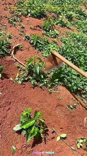 Travaux agricoles traditionnels : Comment le labour manuel préserve la fertilité du sol ?