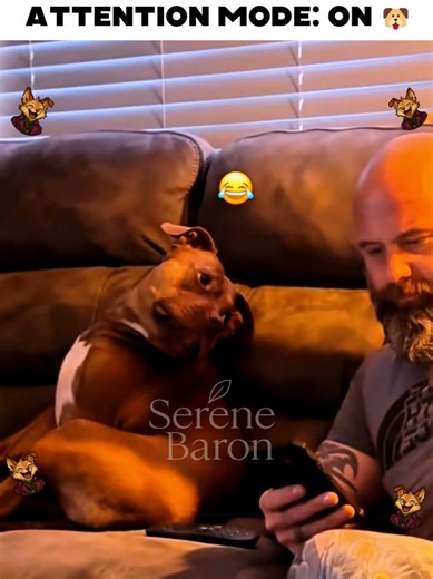 When Your Dog Wants Attention: Understanding Their Needs