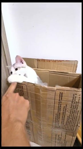 Useless box cat edition #kitten #uselessbox