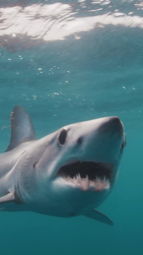 Pacific Shortfin Mako sharks are capable of swimming long distances across entire oceans.🦈 Found near the surface anywhere between Washington State and Chile! See if you can spot any during the premiere of #SurvivetheRaft on Sunday, July 30 at 9p! | Discovery