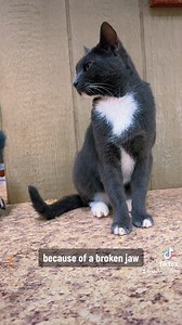 Bandit wants you to meet Smokey😂🐈‍⬛ | Katie Van Slyke