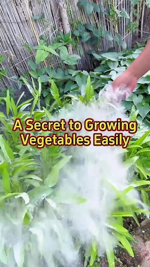 A secret to growing vegetables easily! #planting #farming #garden #agriculture #plants Vegetable.Agriculture | Vegetable.Agriculture