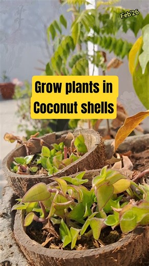 Grow turtle vines in coconut shells#turtlevine#turtlevineideas#turtlevineplant#coconutshellcraft