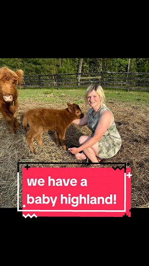 New Baby Highland Cow! Farm Surprise