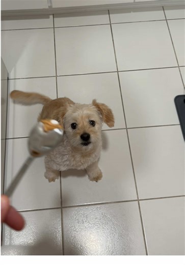 Understanding Anxiety Medication for Pets