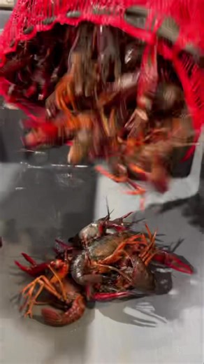 Jumbo pre wash crawfish just came in. 4/24/2025. Don’t forget to reserve at www.rosesseafood.com | Rose's Seafood, Inc.