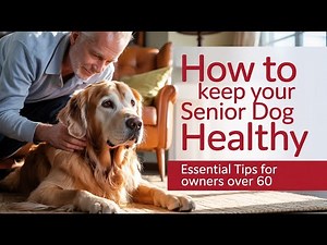 How to Keep Your Senior Dog Healthy: Essential Tips for Owners Over 60