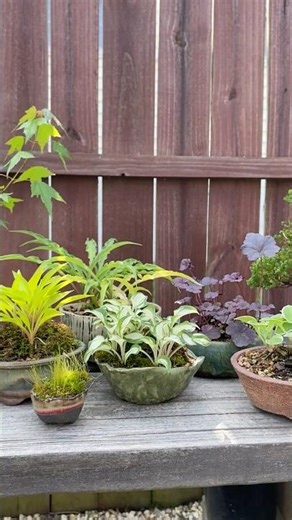 Accent plants / 下草 / Shitakusa