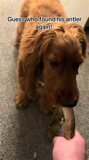Cocker Spaniel's Joyful Antler Reunion