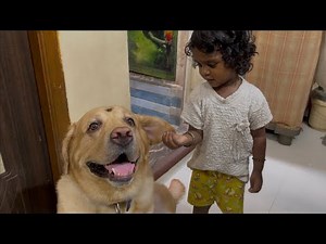 Child taking care of her adorable Labrador Dog | Little John |