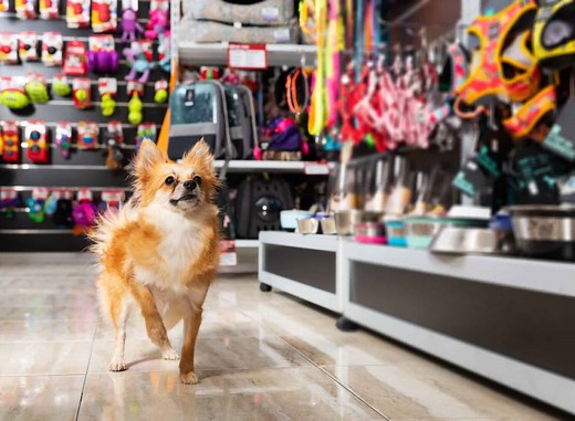 Are Dogs Allowed In Home Depot? 10 Important Rules to Know
