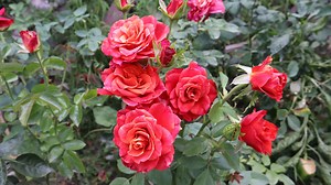 3.1K views · 109 reactions | Como injertar Rosales - Como injertar...