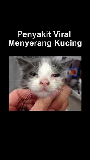 kucing mandi on TikTok