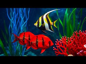 24 Hours Ocean Fish 4K 🐟 Soothing Coral Reef & Calm Music