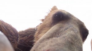 See grizzly bear eating GoPro camera | CNN