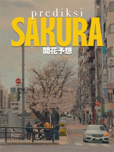 Prediksi Sakura 2026: Jadwal Munculnya Bunga Sakura