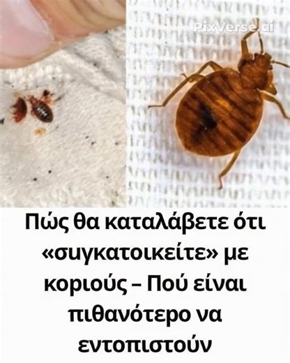 Πώς θα καταλάβετε ότι «σuγκατοικείτε» με κοpιούς – Στο 1ο σχόλιο 👇 | Άν θυμηθείς τ'όνειρό μου