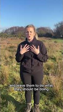 Why did we pick Cheviot goats?