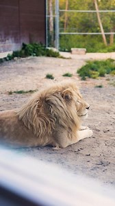 J’ai eu la chance de dormir avec des lions à l’Hôtel de la Cité Perdue à moins de 45 minutes de Montréal 🦁 L’hôtel est idéal pour toute la famille avec une piscine, des glissades d’eau intérieures, un restaurant, une salle d’arcades, un gym et plus encore ! Profitez de cette expérience unique au meilleur prix ici : https://tinyurl.com/348t3hbw • • • #tuango #quebec #saintcalixte | Tuango