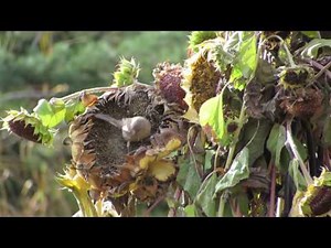 Goldfinches feeding on sunflowers