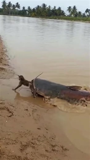 Guía de pesca para principiantes: Cómo atrapar bagres