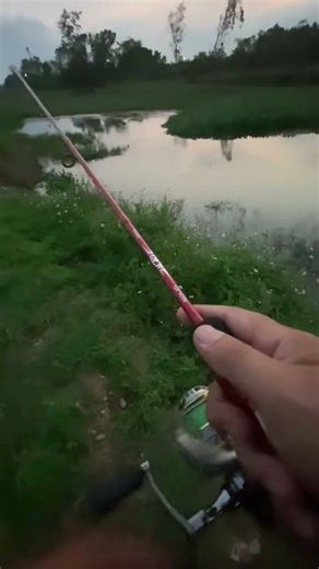 đi câu cá về lam video 😁 #shorts
