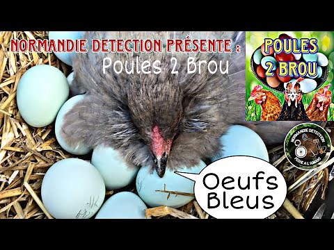 Présentation de mes poules de races au oeufs Bleus [ Épisode 1 ] Rediffusion Live Tiktok