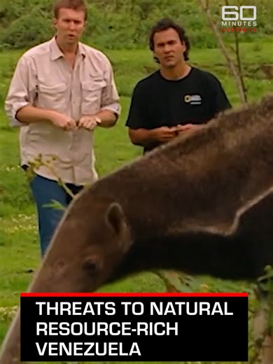 In 2003, 60 Minutes travelled to the grasslands of southern Venezuela to witness the vastness of the country's natural resources. Apart from the abundance of oil and gold, the Latin American country also has a diverse wildlife, including giant anteaters and monster anacondas. But for decades, all these have faced threats from commercial poaching and lack of government control. Watch 2003 story on the 60 Minutes Australia Youtube channel.