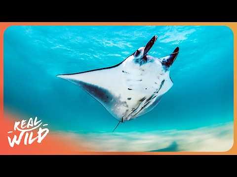 The Ocean's Invisible Hunter: Tracking Giant Manta Rays