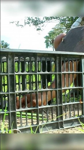Build a SUPER Easy Rabbit Trap Using a Plastic Basket