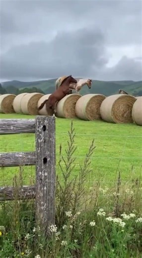 The high jump competition of the pony world is in full swing